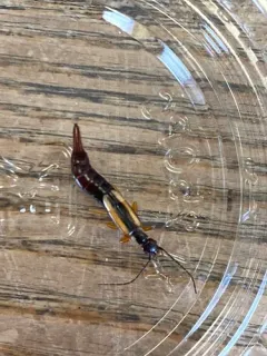 Lined Earwig thumbnail 2