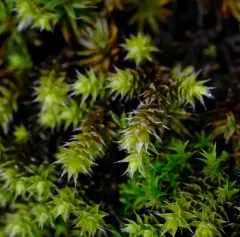 Starry Hoarmoss thumbnail 4
