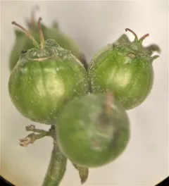 coriander thumbnail 3