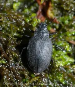 Amphizoa insolens thumbnail 4