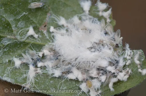 Eurasian Woolly Honeysuckle Aphid