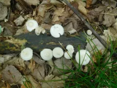 Mycena niveipes thumbnail 3