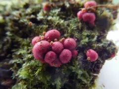 Lycogala exiguum thumbnail 4