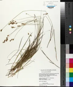 northern meadow sedge thumbnail 2