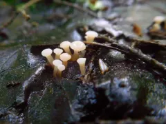 spring pin thumbnail 4
