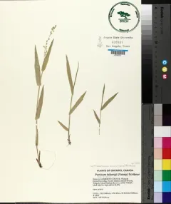 Leiberg's Rosette Grass thumbnail 3