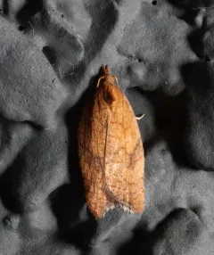 Rhomboid Tortrix thumbnail 2