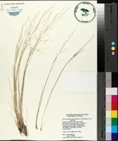 nuttall's alkali grass thumbnail 4