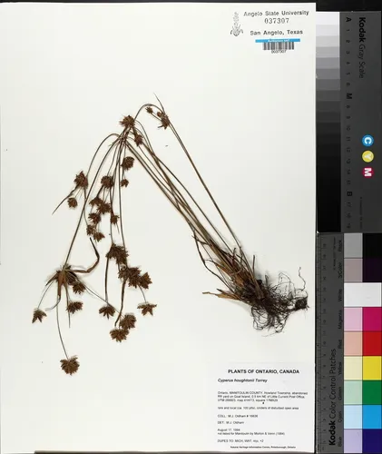 Houghton's Umbrella-sedge