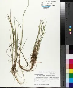 Rigid Sedge thumbnail 3