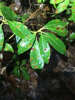 Mountain Laurel Leaf Blight thumbnail 1