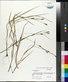 Mead's Sedge thumbnail 3