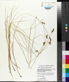Prairie Straw Sedge thumbnail 3