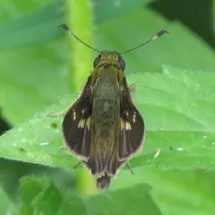 Little Glassywing thumbnail 4