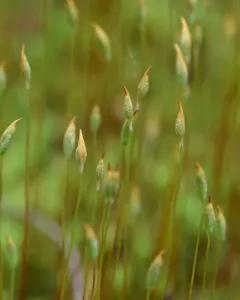 Ohio Haircap Moss thumbnail 2