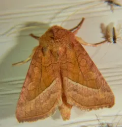 False Rosy Rustic Moth thumbnail 3