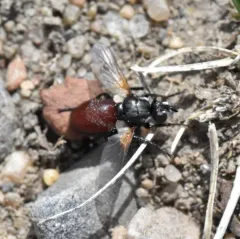 Besseria brevipennis thumbnail 3