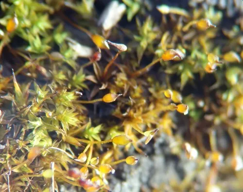 Smallest Pottia
