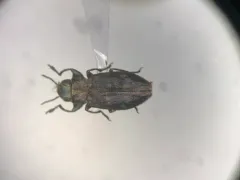 Chrysobothris neopusilla thumbnail 1