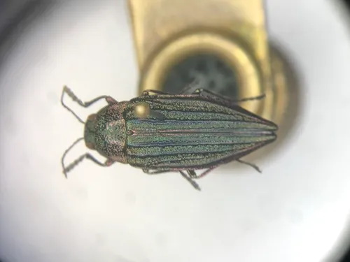 Wrinkled-neck Buprestid Beetle