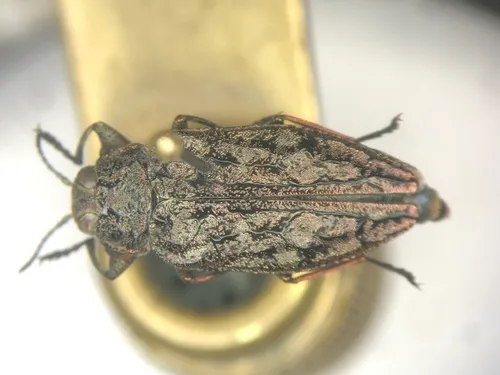 Chrysobothris verdigripennis