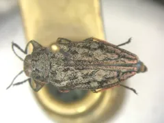 Chrysobothris verdigripennis thumbnail 1