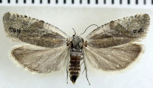 Eucosma insignata