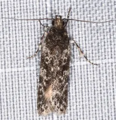 Gelechia lynceella thumbnail 3