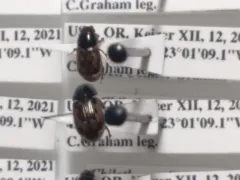 Pardalosus pardalis thumbnail 4