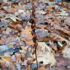 autumn coralroot thumbnail 3
