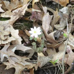 rue anemone thumbnail 4