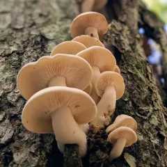 Beech Mushroom thumbnail 2