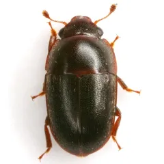 Ample Sap Beetle thumbnail 2