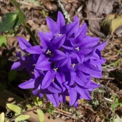 clustered bellflower thumbnail 4