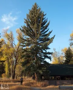 blue spruce thumbnail 2