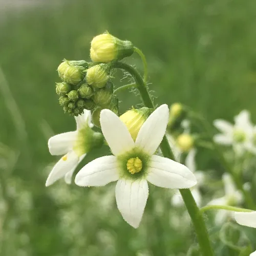 coastal manroot