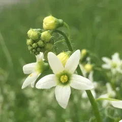 coastal manroot thumbnail 1