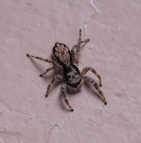 Gray Wall Jumping Spider