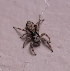 Gray Wall Jumping Spider thumbnail 1