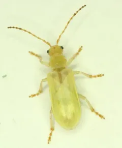 Syneta albida thumbnail 3