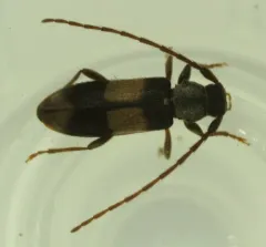 Dicentrus bluthneri thumbnail 4