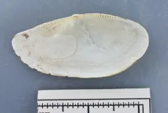 Northern yoldia thumbnail 2