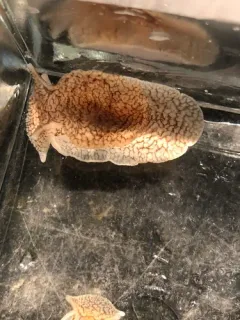 dwarf warty pleurobranch thumbnail 2