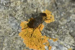 Fucellia apicalis thumbnail 3