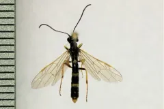 Wheat Stem Sawfly thumbnail 4