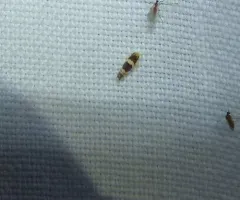 Erythroneura bistrata thumbnail 2
