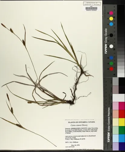 Crawe's sedge