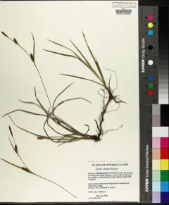 Crawe's sedge thumbnail 1