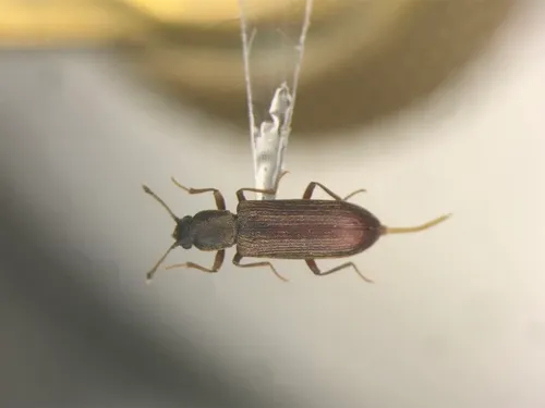 Lyctus opaculus