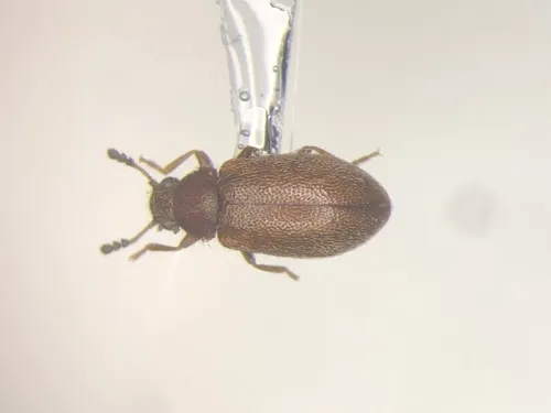 Paratenetus exutus